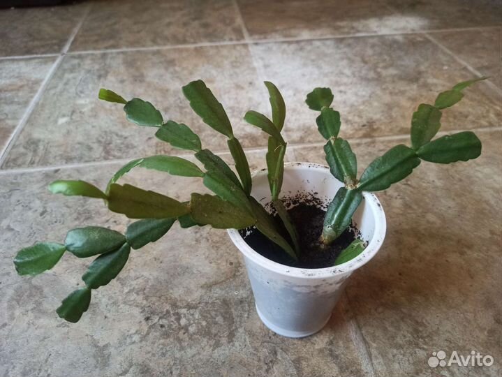 Декабрист розовый