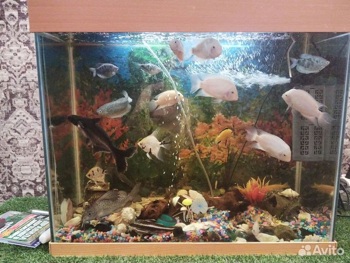Продам Готовый аквариум