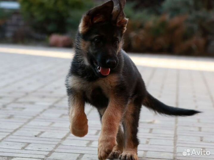 Щенки немецкой овчарки