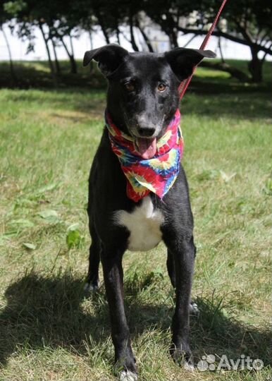 Собака Багира ищет дом