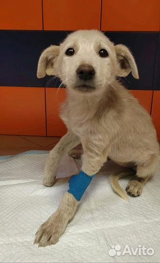 Щенок в добрые руки