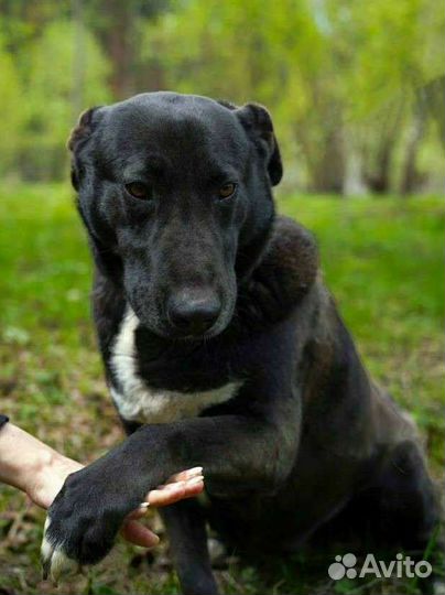 Собака-обнимака в добрые руки