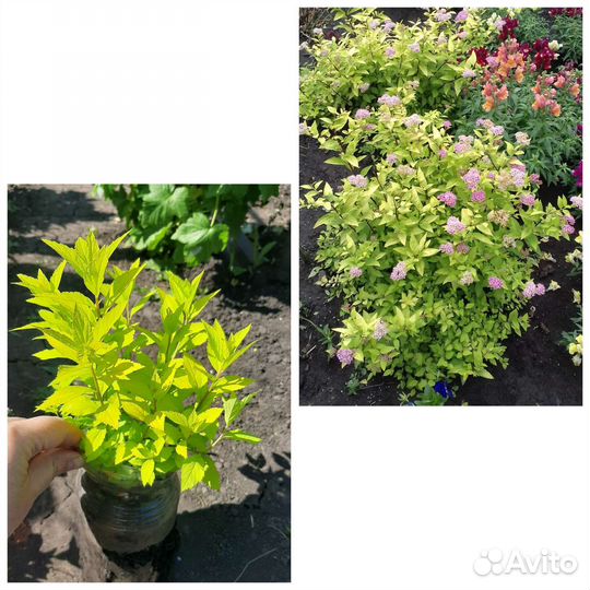 Многолетние декаротивные кустарники