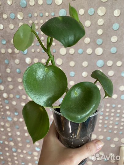 Пилея пеперомиевидная