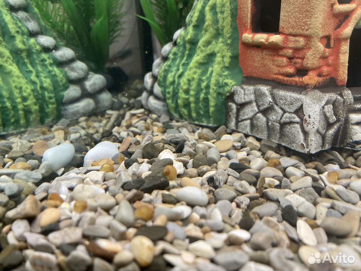 Аквариумные улитки ампулярия