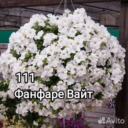 Петуния ампельная