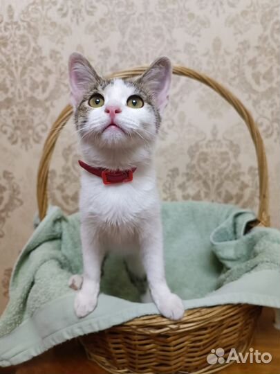 Кошка в дар бесплатно