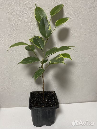 Фикус бенджамина