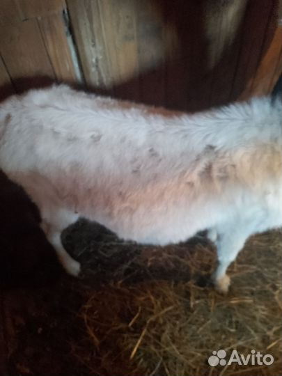 Зааненская дойная коза