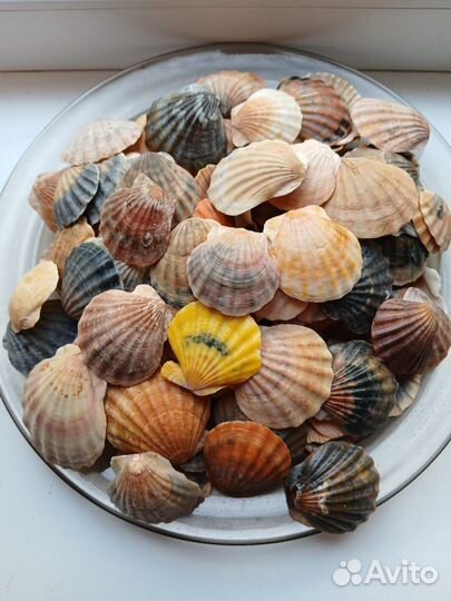 Ракушки черноморские