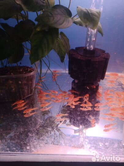 Анциструсы супер Ред. Подростки. 2.5. 3 см