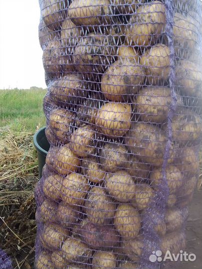 Картофель домшний