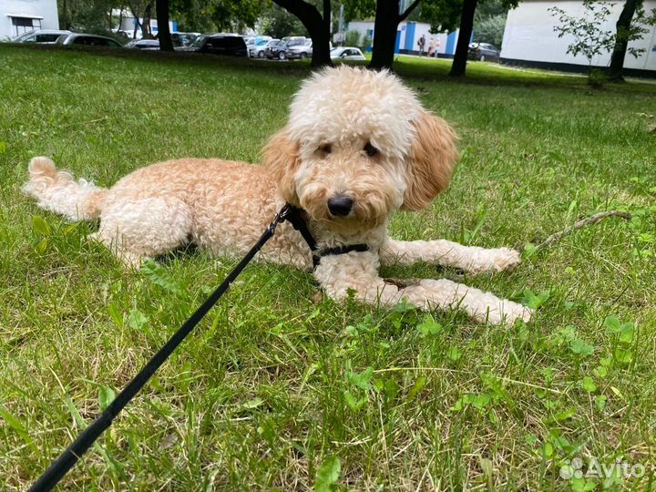 Карликовый пудель вязка