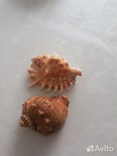 Морские ракушки раковины