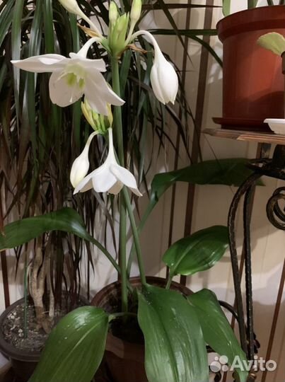 Эухарис амазонская лилия