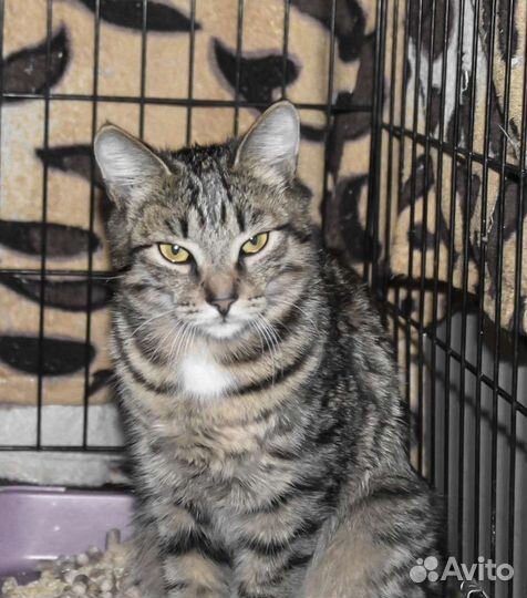 Киска-Ириска в добрые ручки