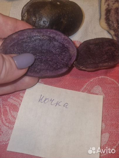 Семенной картофель с фиолетовой мякотью, синий