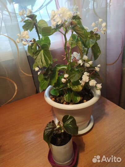 Комнатные цветы