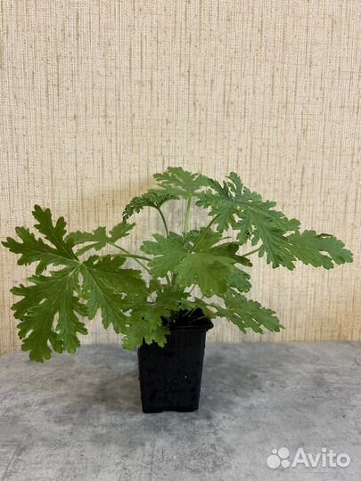 Пеларгония душистая