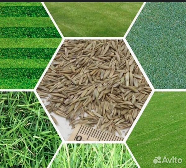 Семена газонной травы