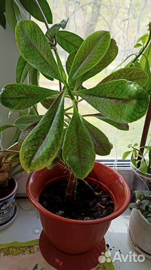 Синадениум granta