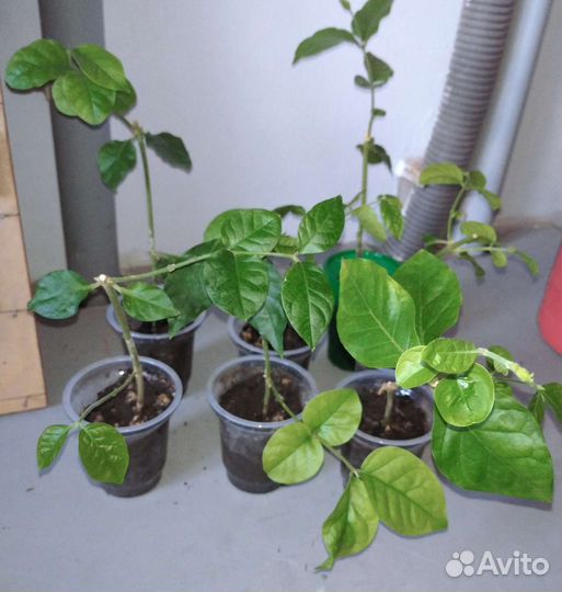 Комнатный жасмин самбак