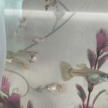 Гуппи самки и мальки