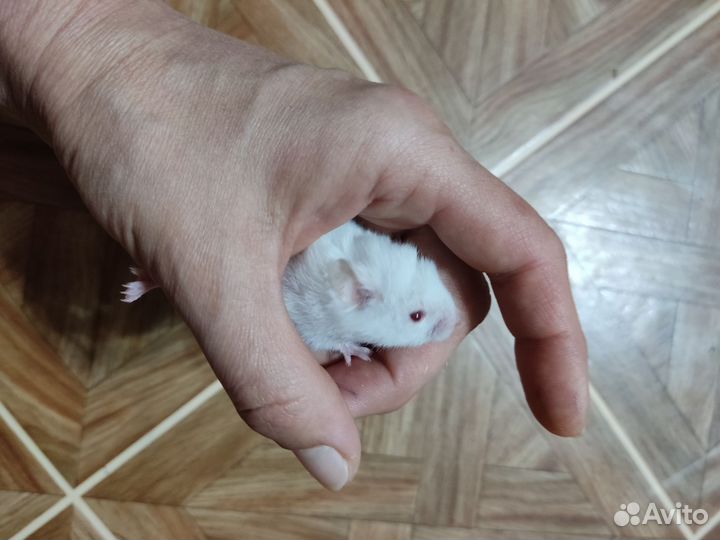 Сирийские хомячки малыши