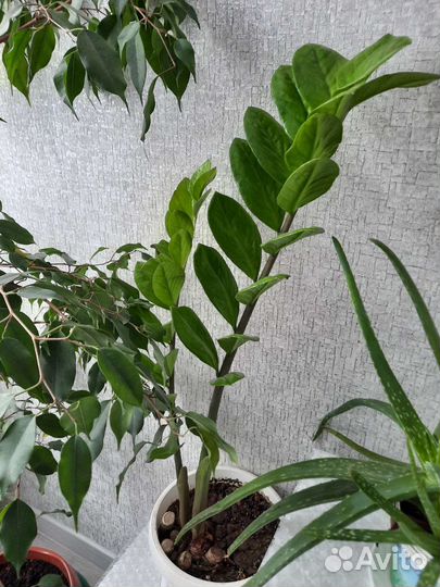 Цветы домашние