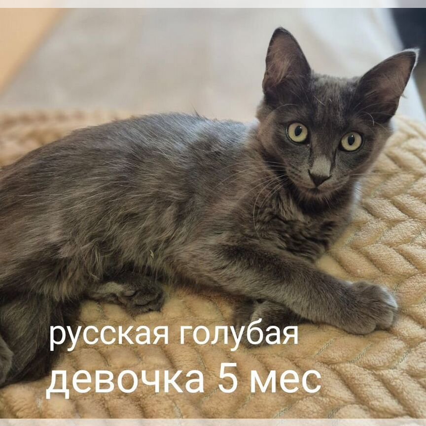 Котята русская голубая