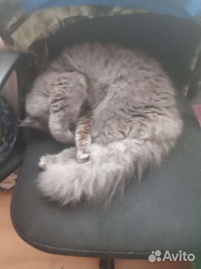 Кот в добрые руки