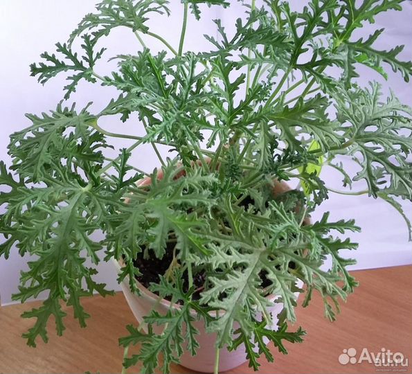 Пеларгония душистая (герань душистая)