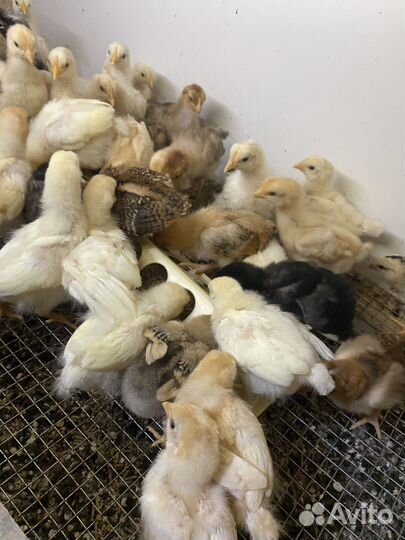 Цыпленок мясо -яичные микс