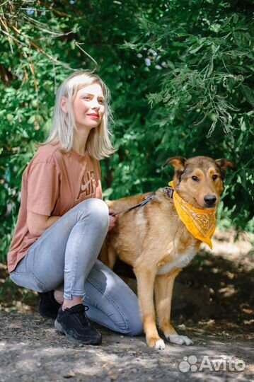 Хороший пес из приюта в поисках дома