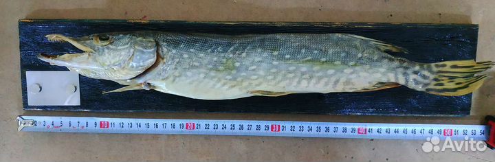 Чучело щуки