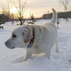 Лабрадор мальчик для вязки