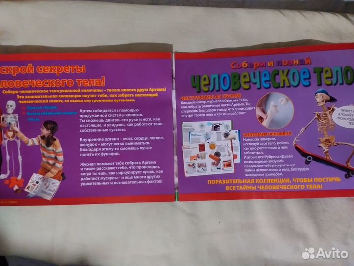 Скелет«Артем»(110см), внутренние органы+журналы