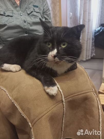 Котик ищет дом