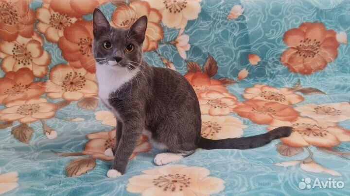 Кот мышелов