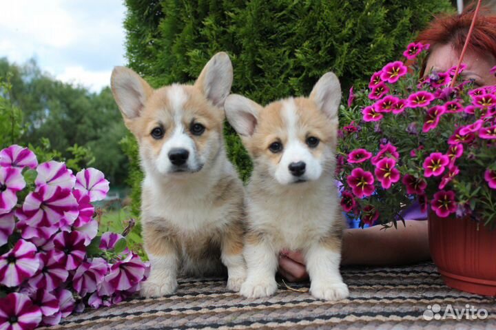 Щенки корги пемброк