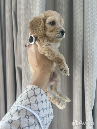 Щенки мальтипу