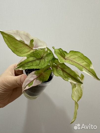 Сингониум белая принцесса