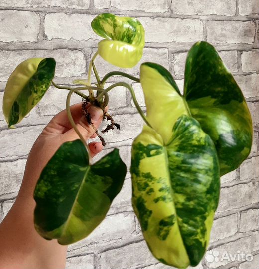 Филодендрон Бурле макс вариегатный