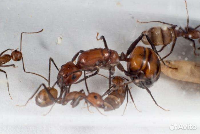 Муравьи Messor structor Жнецы и другие муравьи