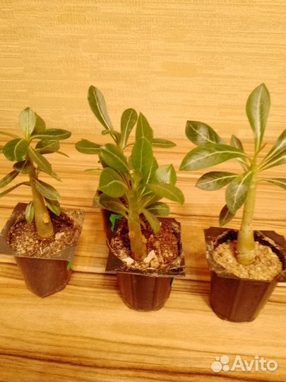 Адениум обесум