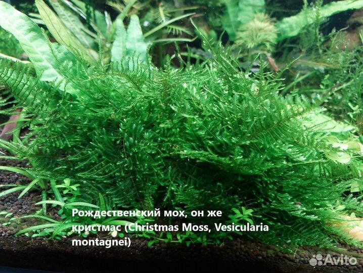 Аквариумные растения