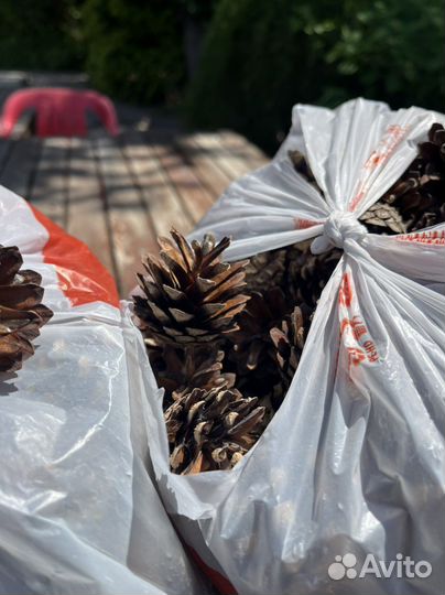 Шишки сосновые