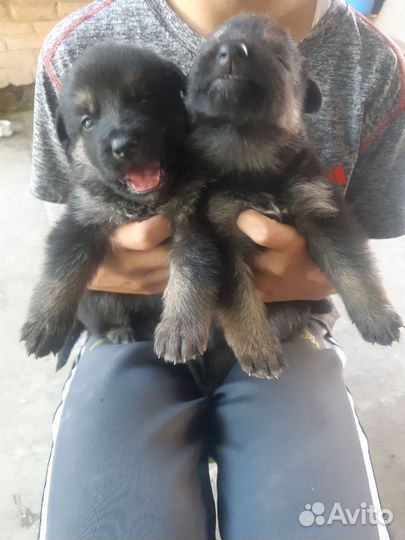 Щенки немецкой овчарки