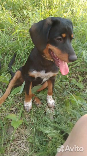 Щенки метисы спаниеля