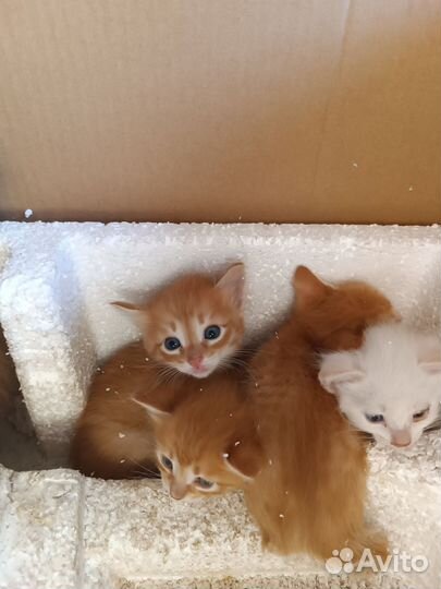 Котята